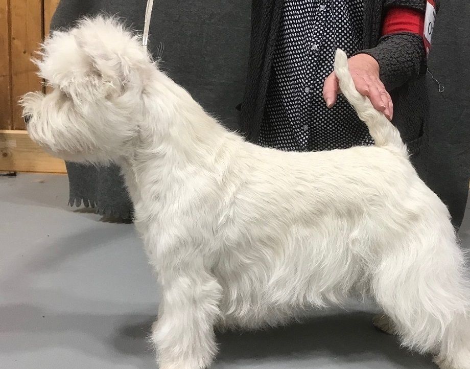 N SE UCH CHAROSMACK CAUSE TO LOVE - Emilia - er blitt Internasjonal Champion (C.I.B) etter å ha vunnet siste tellende CACIB på Dansk Kennel Klubs utstilling i Rønne (Bornholm) 18. august 2018 (CACIB og tittel må bekreftes av FCI).