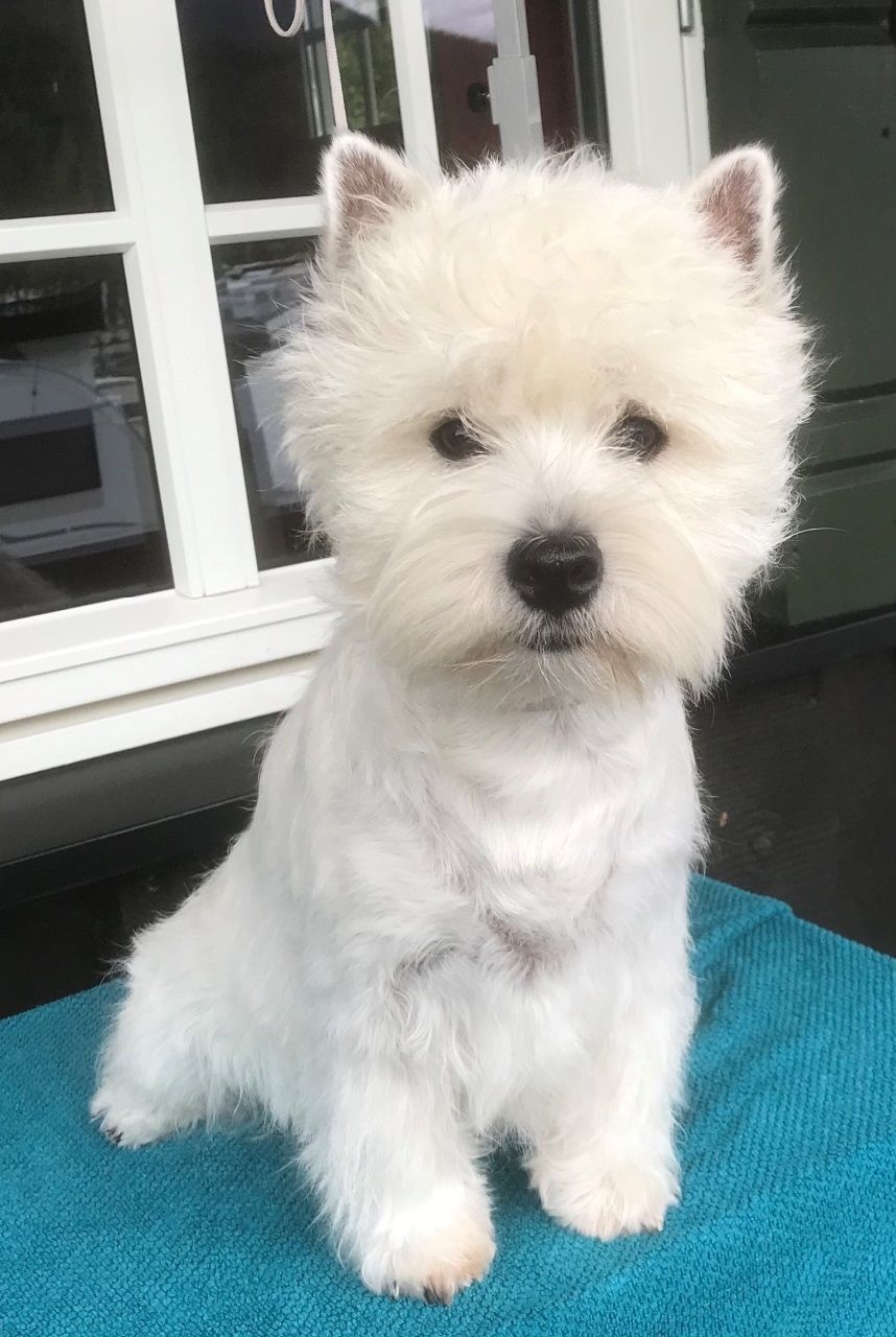 WENRICK'S EVERYBODY LOVES ME - Evelina - f.09.01.2019.
BEST IN SHOW VALP på jubileumsshowet i Valdres.